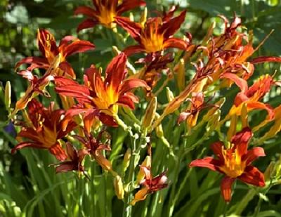 Мой лилейник