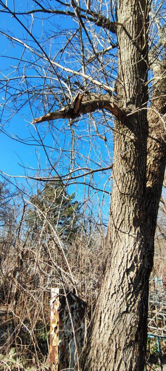 "Ветви слеза" (28.02.2024)