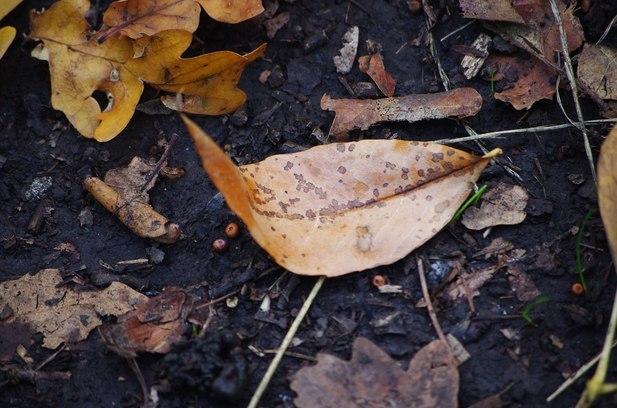 поцелуй сентября