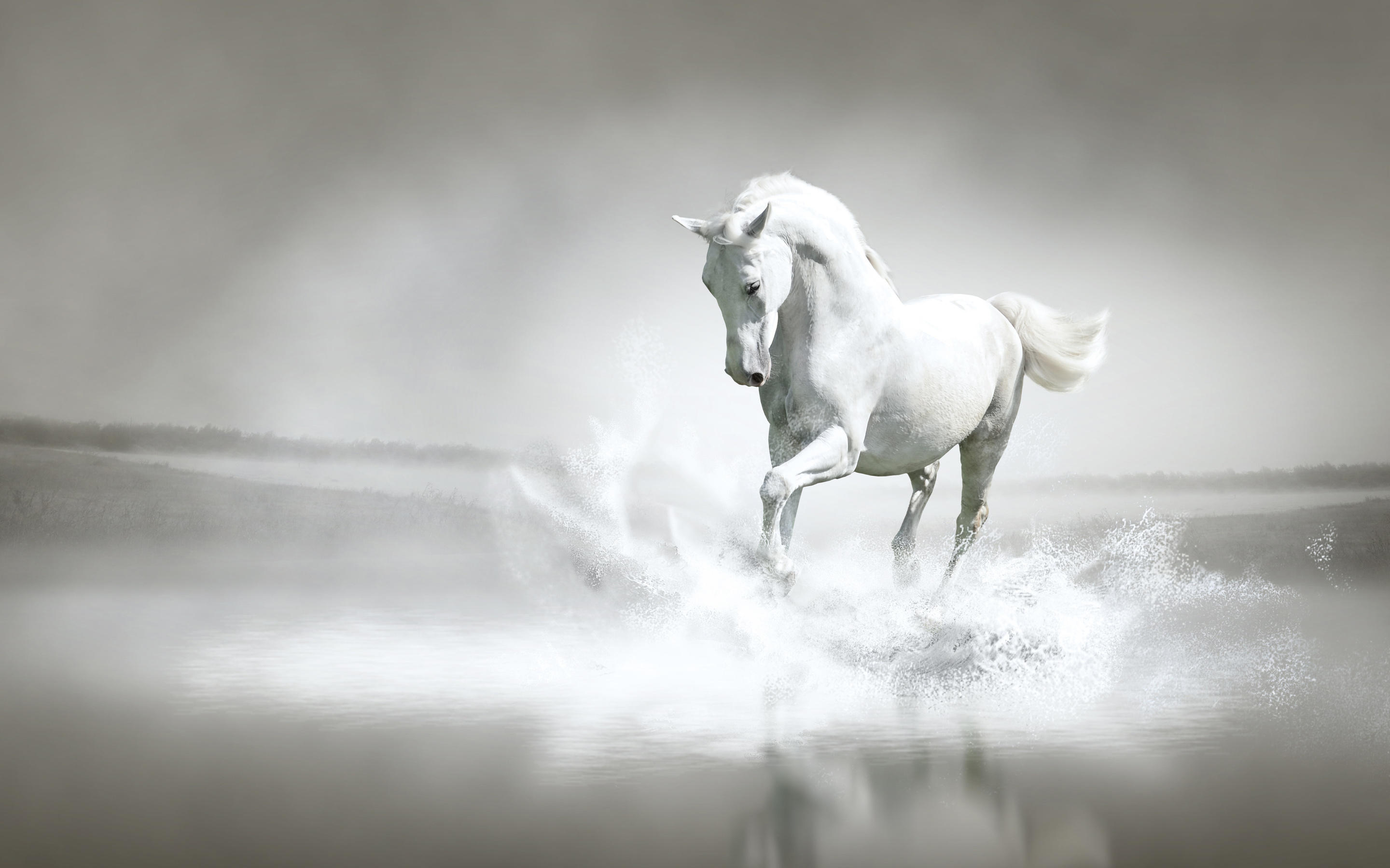Белый  конь ( перевод  отрывка из  книги Н.Герреро "Сердце индейца")