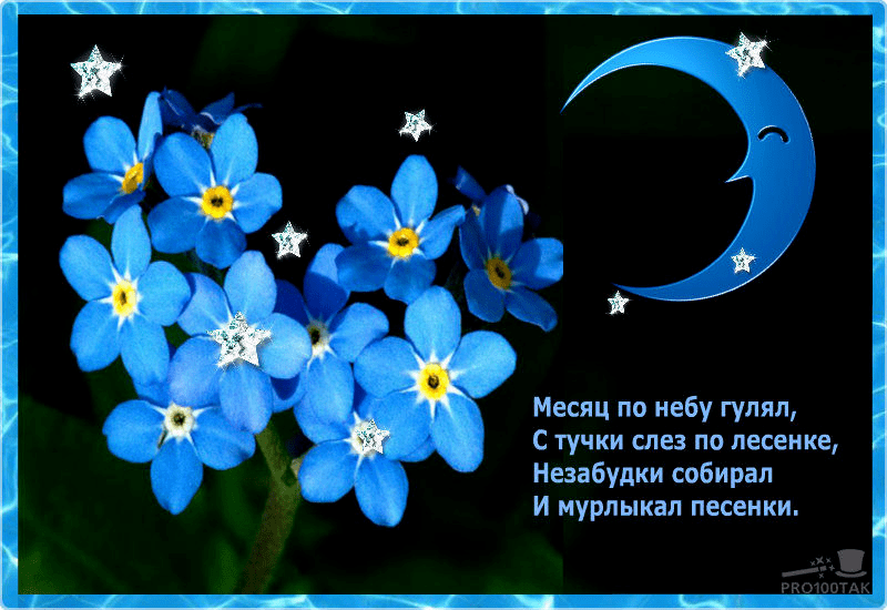 Ночь незабудок. Спокойной ночи незабудки. Доброй ночи незабудки. Красивые незабудки. Незабудка надпись.