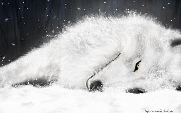 Одинокая волчица