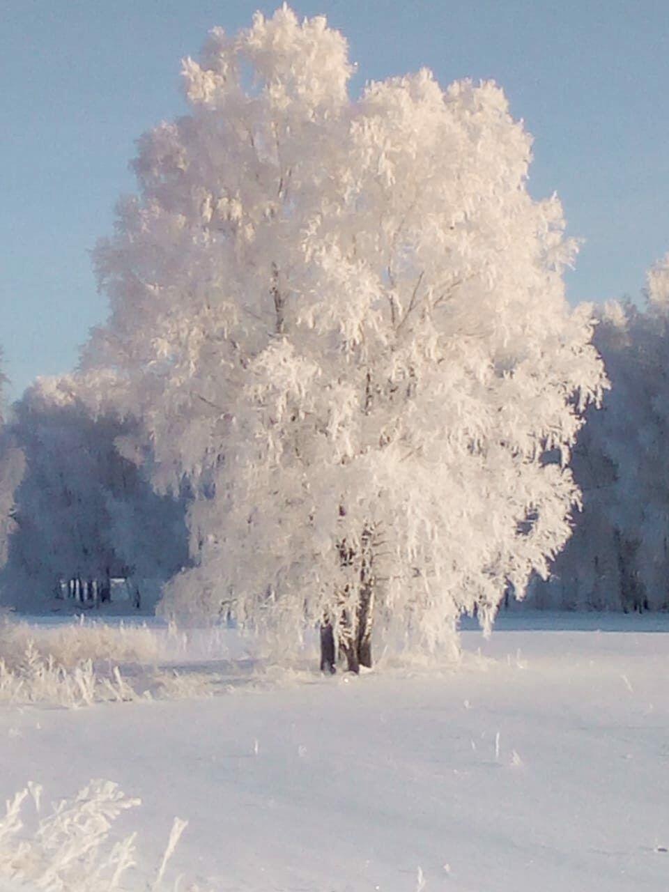 БЕЛИЗНА