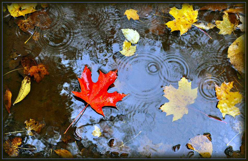 *** ОСЕННИЕ ДОЖДИ ***