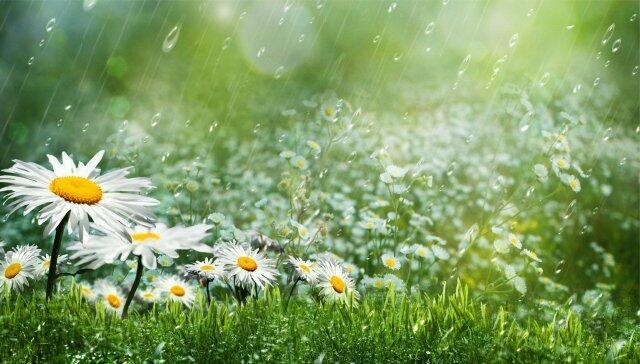 Не промокашки