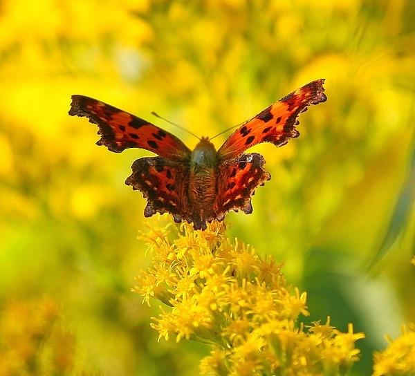 Безответное письмо