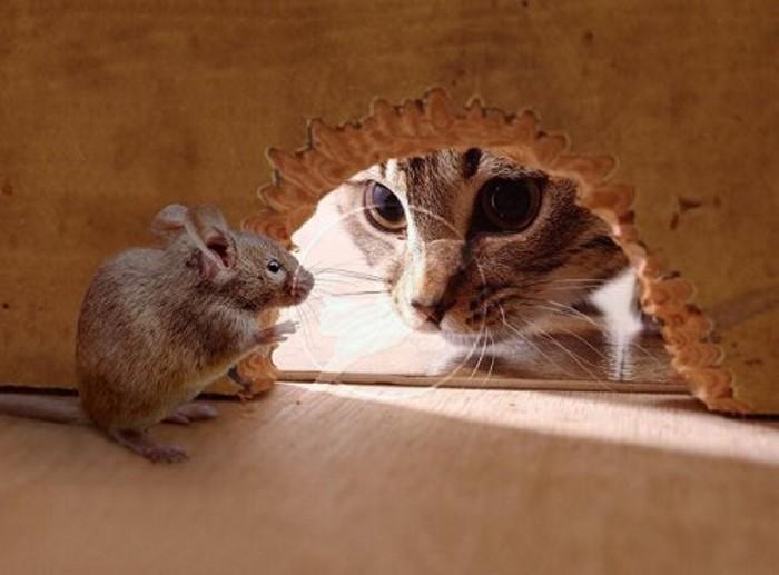 Спросила Мышь у Кошки...