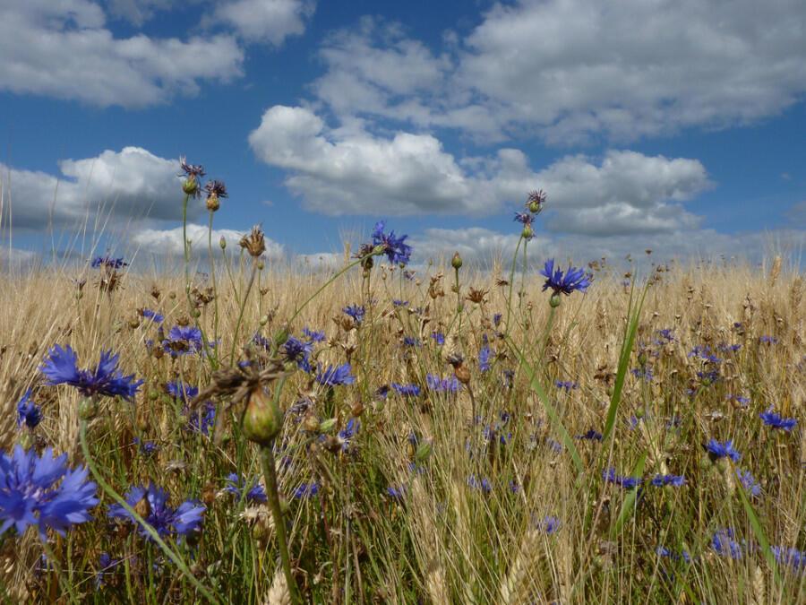 Смешной букетик 