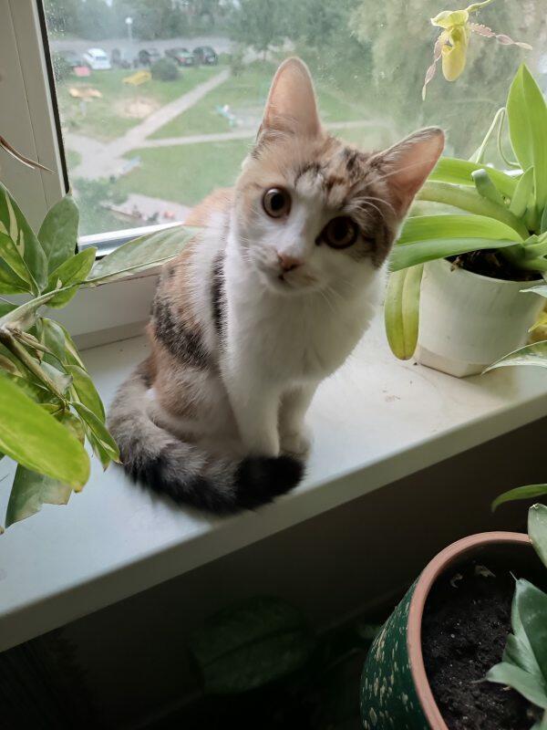 Орхидея - туфелька