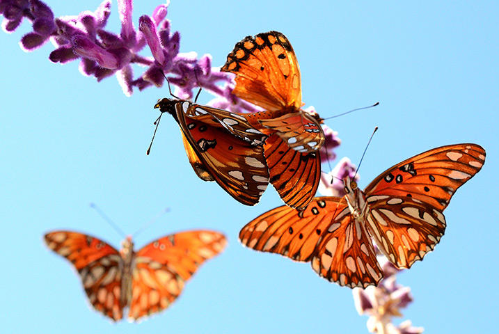 Тили-тили-бом