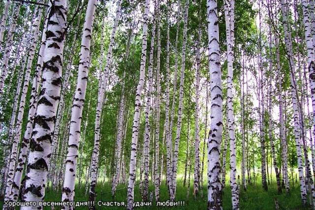 Родная РУСЬ