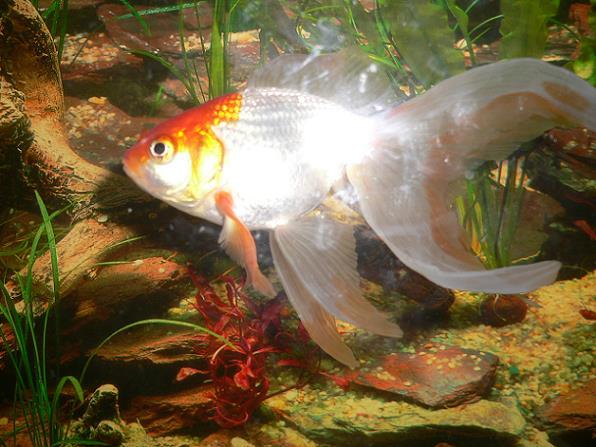 У кого рыбка?