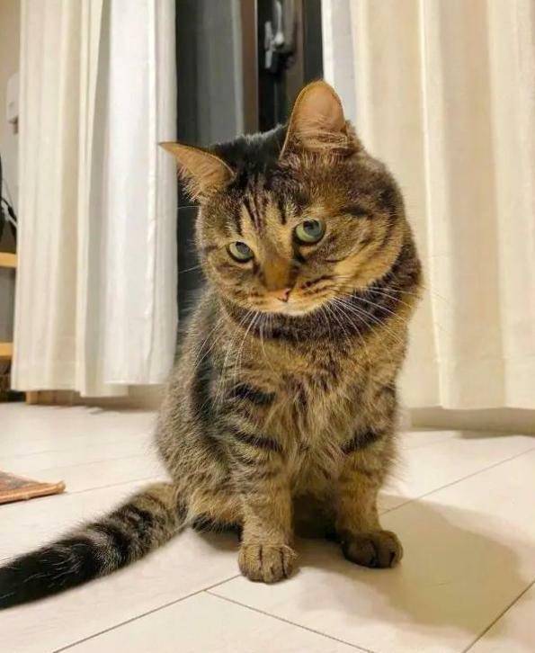 Ария. Анацикл