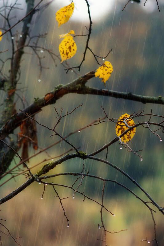 О Осень грусть..