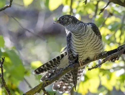 Разговор с кукушкой