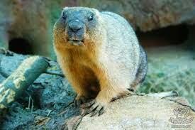 СТЕПНОЙ БАЙБАК. АЛФАВИТ ДЕТСКИЙ. БУКВА «С».