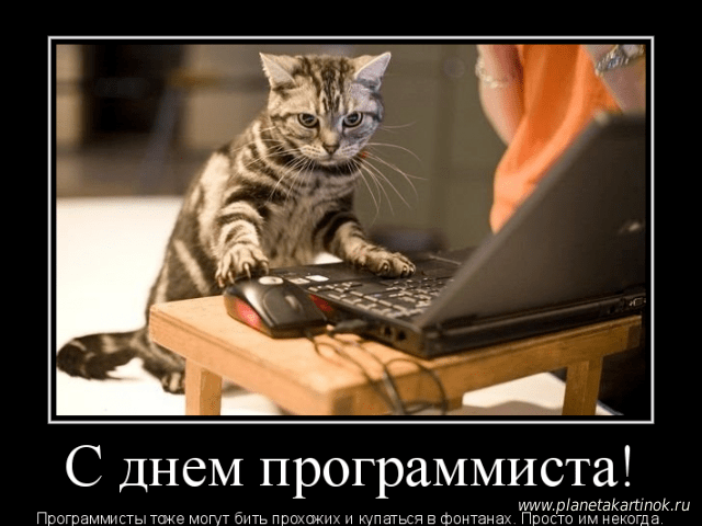 Полюбите программиста