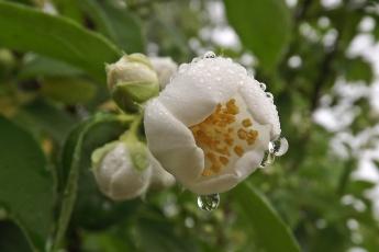 ОСЛЕПИТЕЛЬНАЯ КРАСОТА