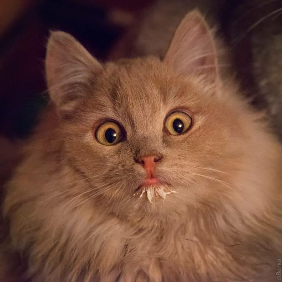 Кот в сметане картинки