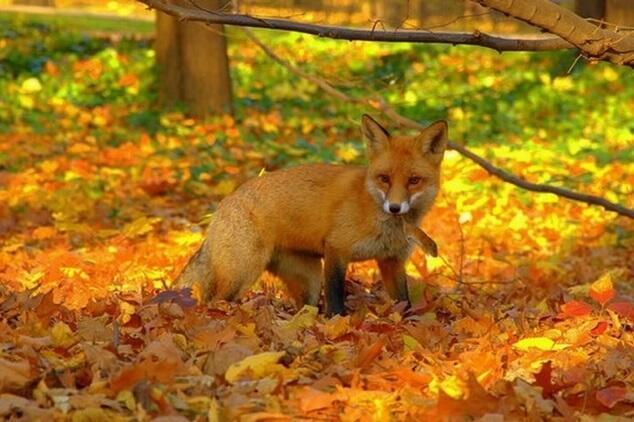 Осень - рыжая лиса...