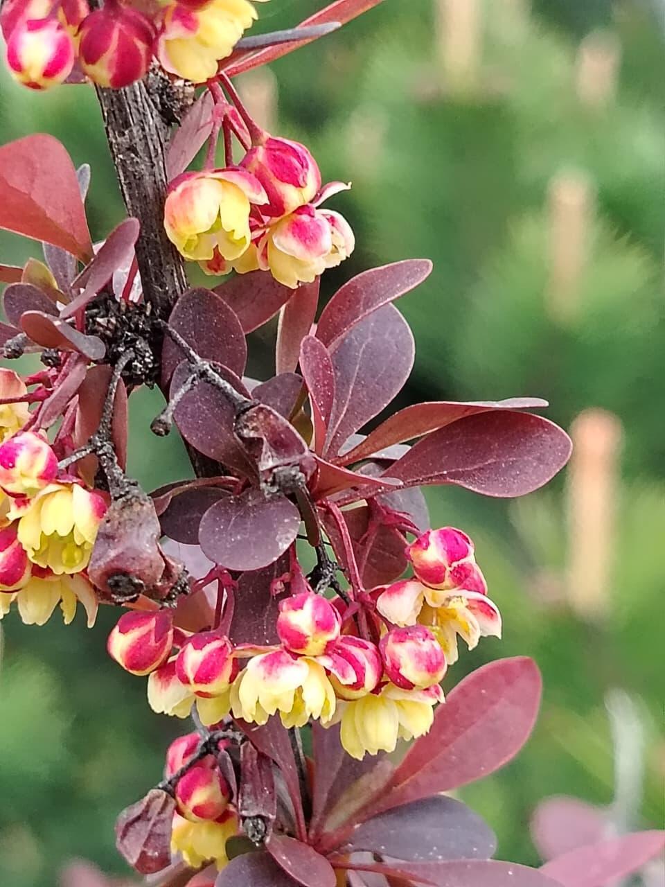 На шляпке ветка барбариса