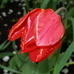 Красный  тюльпан 2