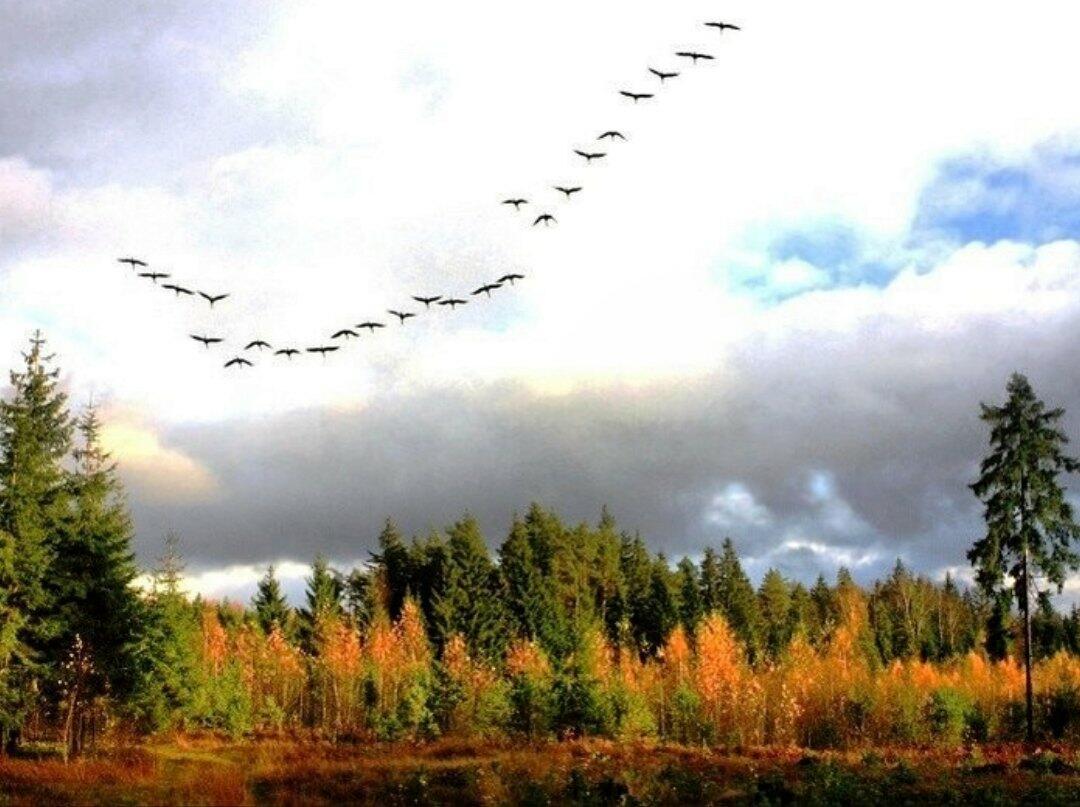 Птицы пролетают улетают на юг мамочка. Осень журавлиный Клин. Журавлиный Клин осенью. Журавлиный Клин осенью живопись. Птицы улетают.