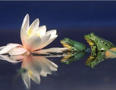 Лягушачий аквамир