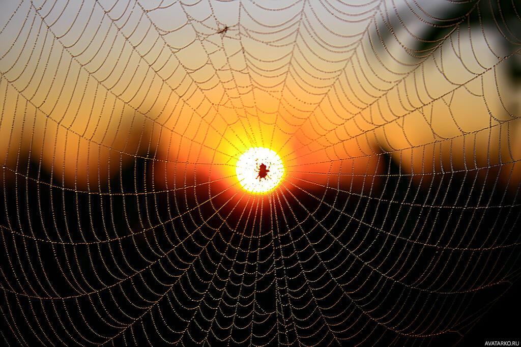 ЖИЛ  ОТВАЖНЫЙ  ПАУЧОК