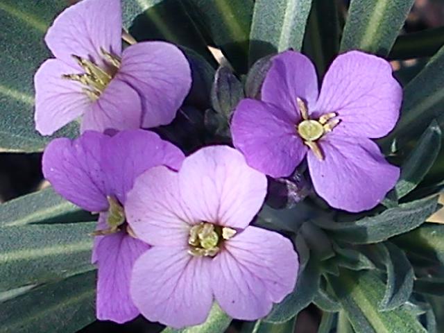 Притчи, глава 17 - перевод с иврита