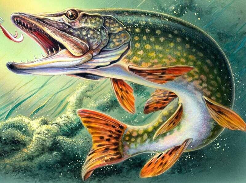 ЗАЦВЕЛ  ШИПОВНИК - ЩУЧИЙ  КЛЁВ