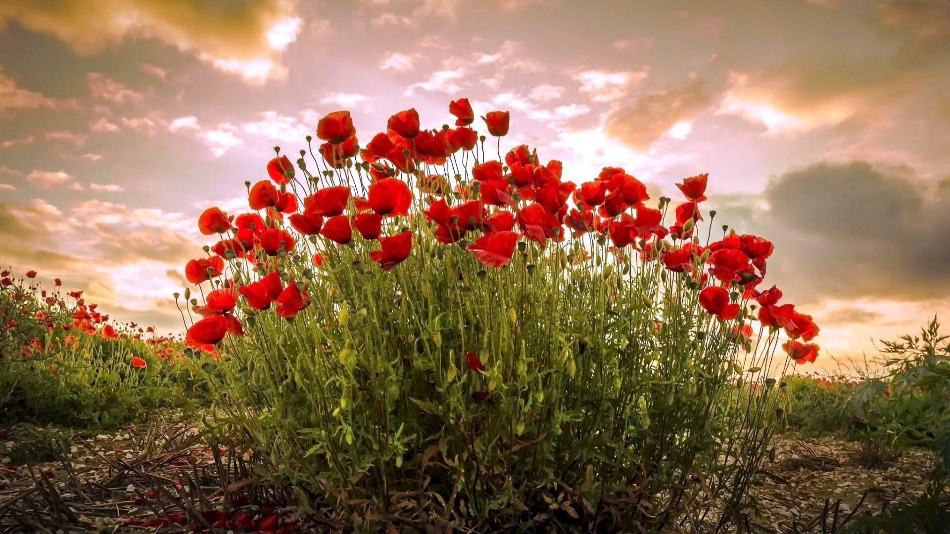 НА  ВЫБОР  ВРЕМЯ  ГОДА