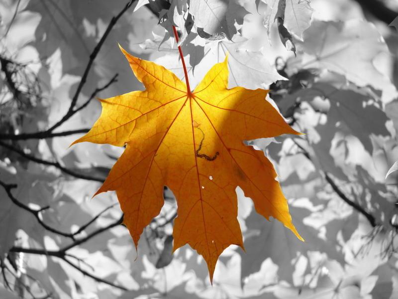 ОСЕНЬЮ ЛИСТОЧЕК НА ПРИМЕТЕ