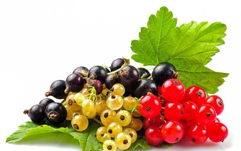 АНЯ 6. Экология и синоптики