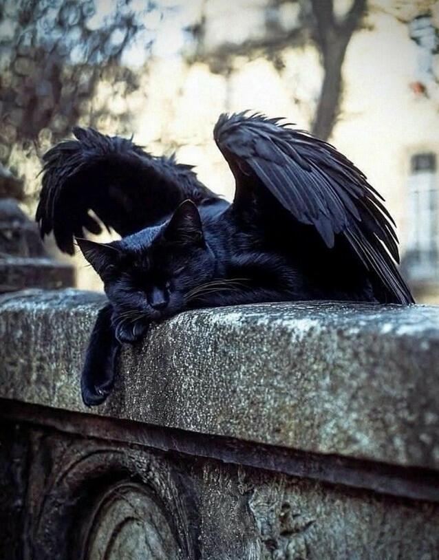 Кошаткин ангел