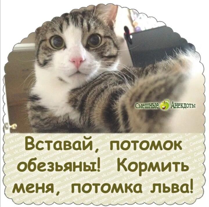 Про Котов. 