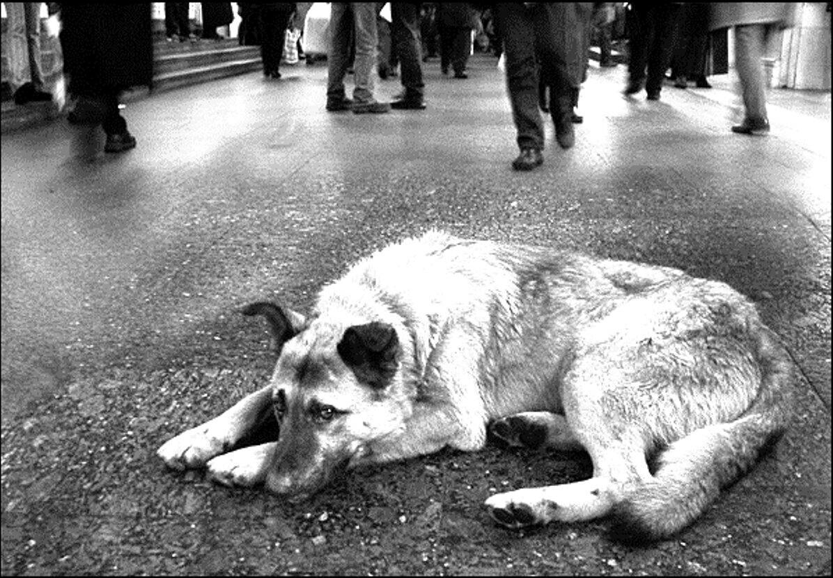 Дворняга . (стихи. Сергей Михайлович Зуев )