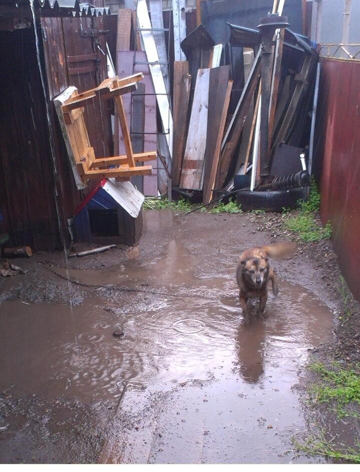 О жизни будочной