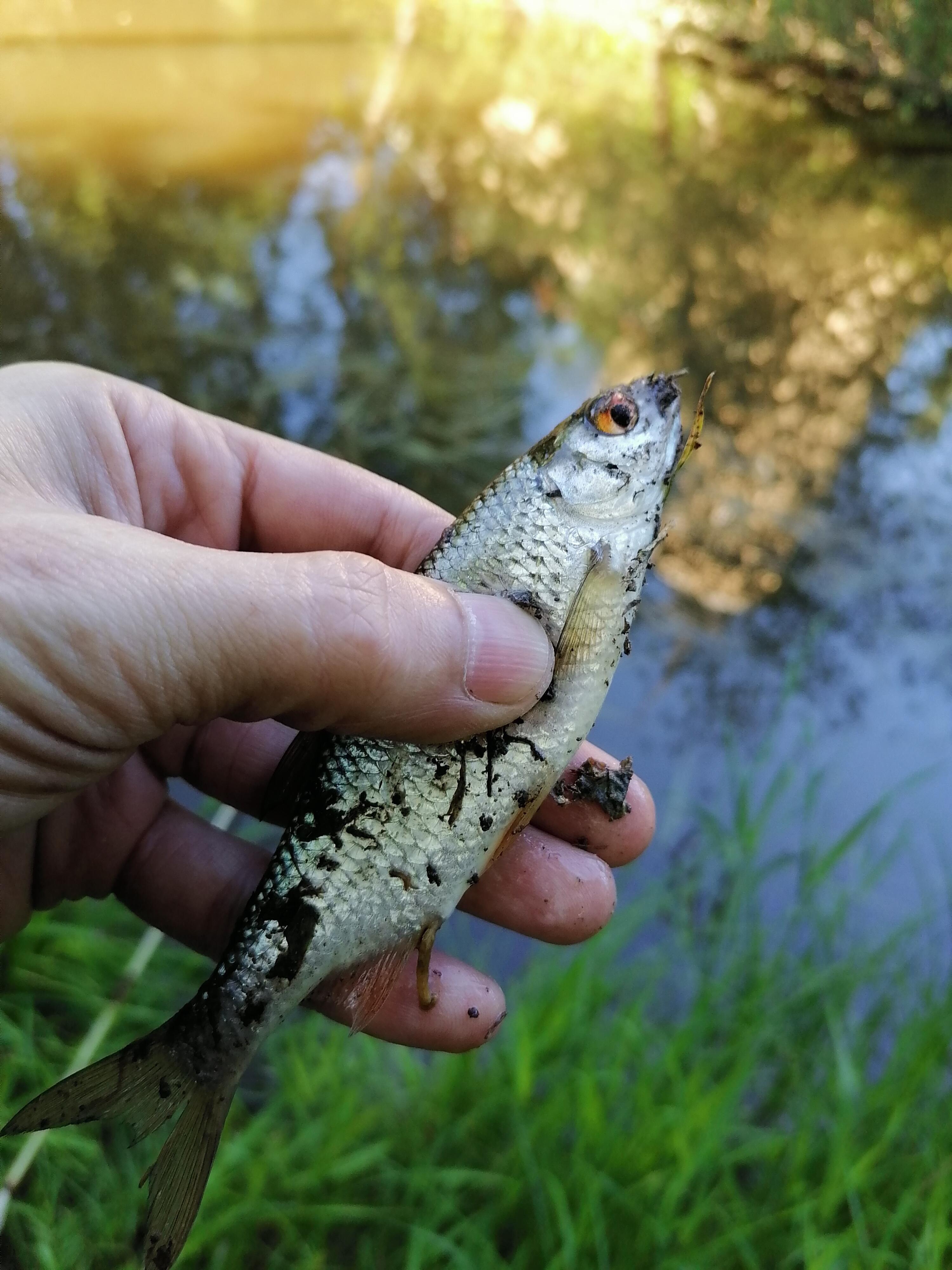 Я чищу рыбу...