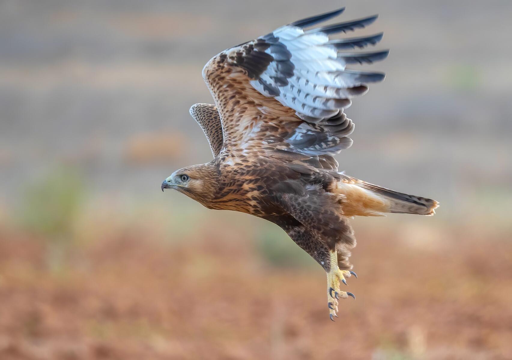 ЯСТРЕБ КРЫМСКИЙ   ( ответ Светлане )