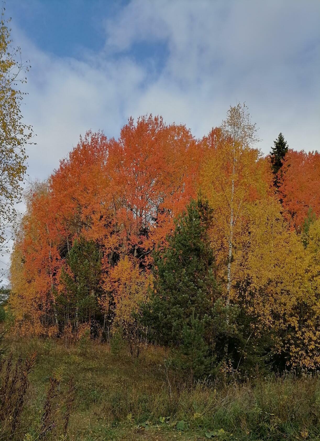 Медвежий край