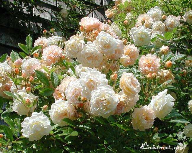 ОТГОЛОСКИ СОЛНЕЧНОГО РАЯ.