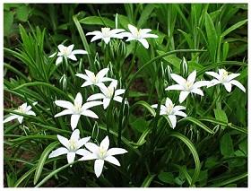 Росточек стиха