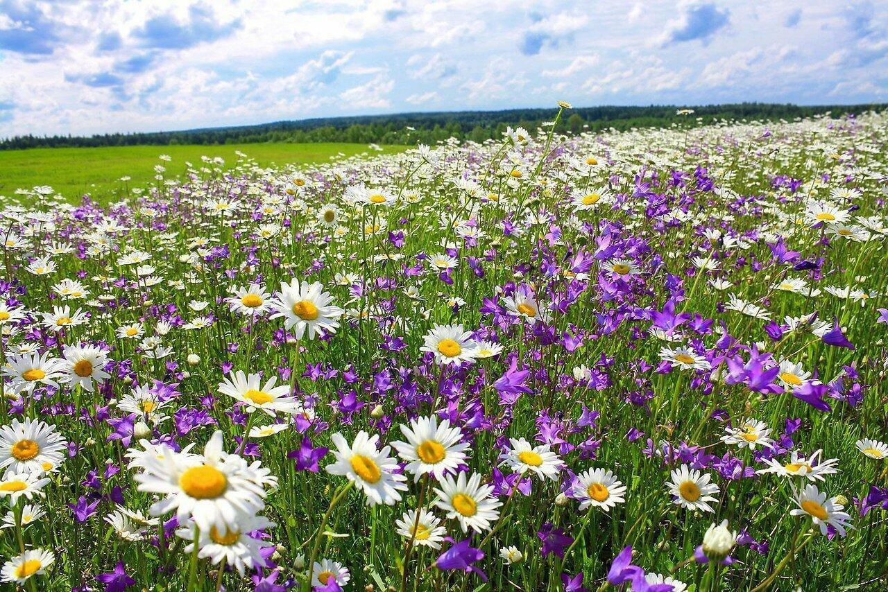 Ответ поэту - Медведь Белый - ГДЕ - ТО ТАМ