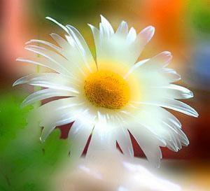 СТЕКЛЯННАЯ РОМАШКА