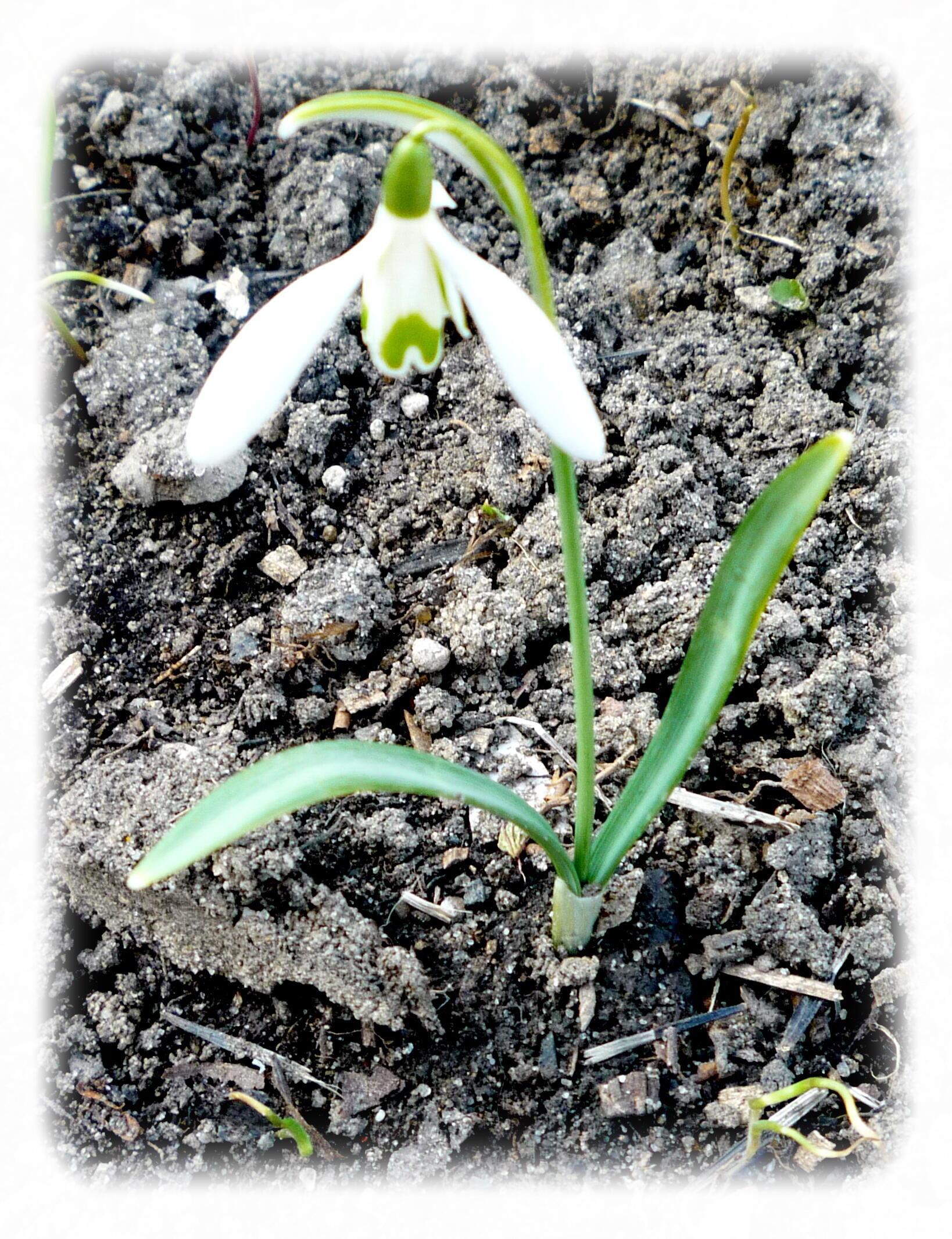 Чтобы Весна всегда цвела!..