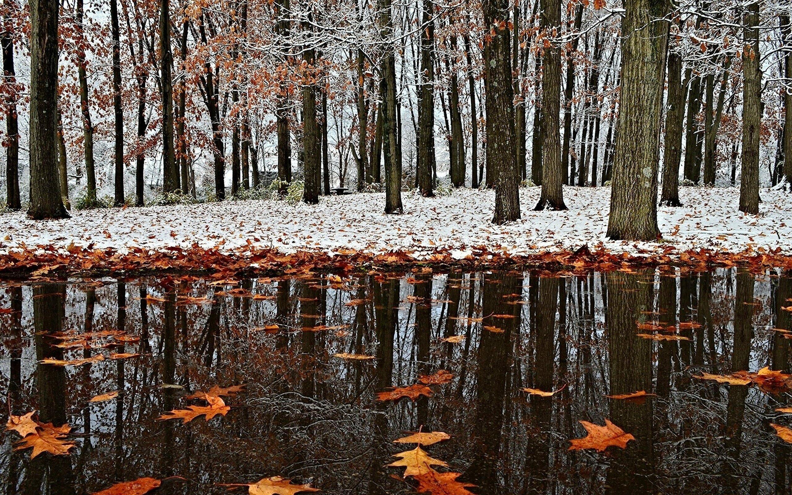 Картинки осень ноябрь. Дудергофский парк поздняя осень. Ноябрь природа. Ранняя зима. Осень ноябрь.