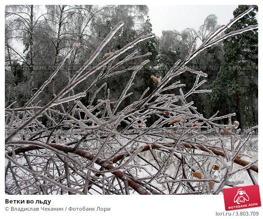 Зимние колокольчики