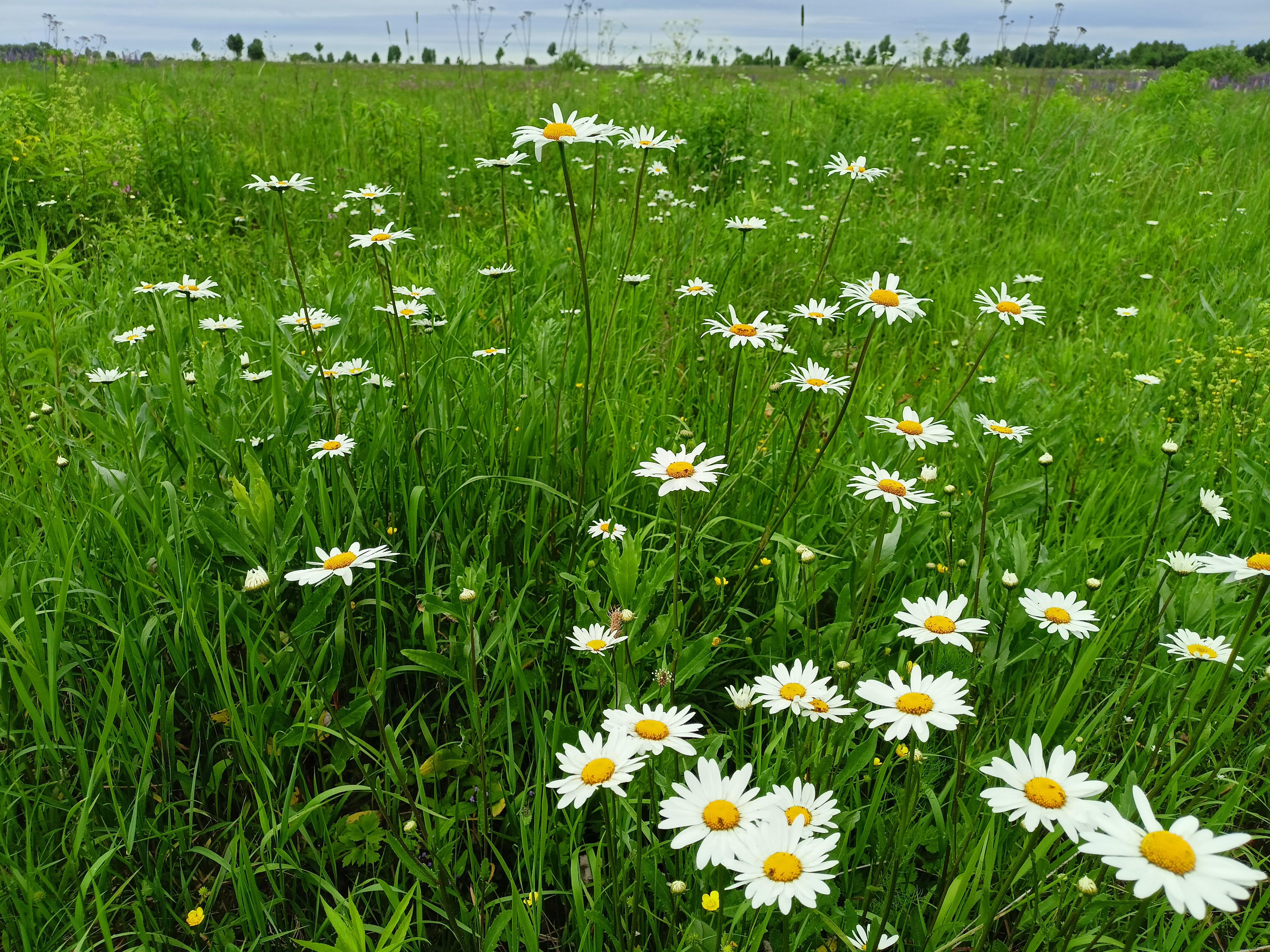 Ах, ромашки 