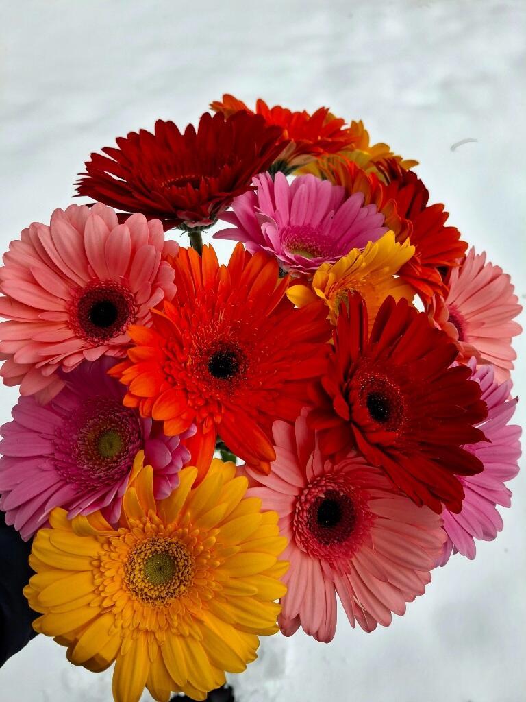 Мания Графа